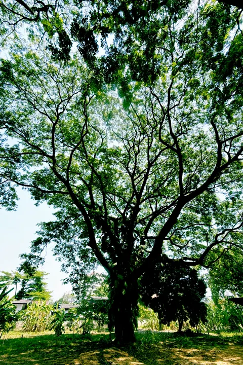 泰国·清迈城区 · 2026-03-24