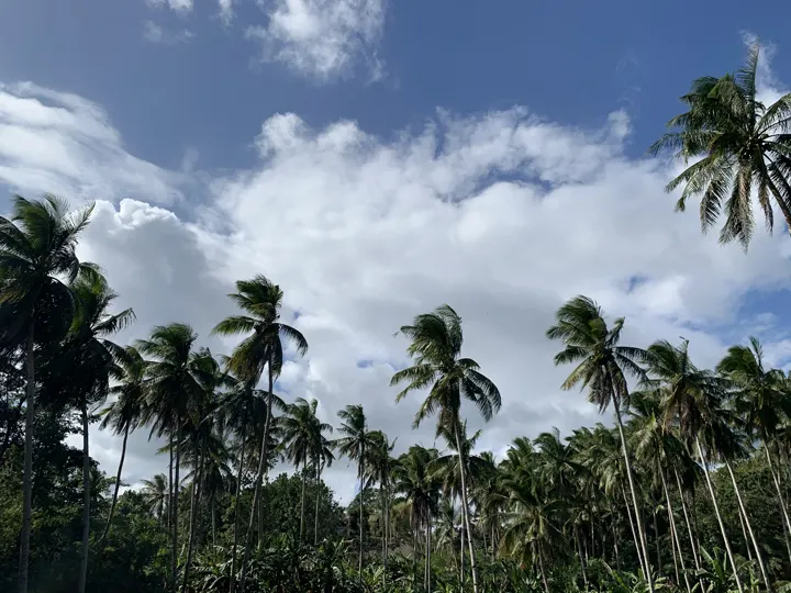 フィリピン・ラジ · ヤシの木と空 · 2019-02-06