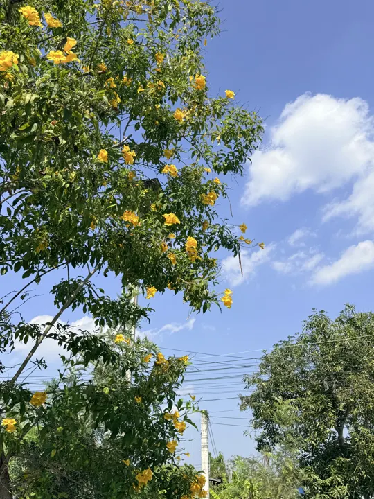 Saraphi District, Thailand · 2026-01-29